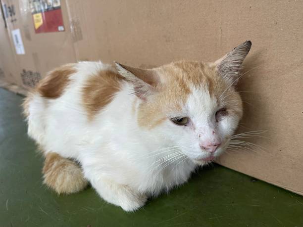 Blind Cat Finds Visionary Love