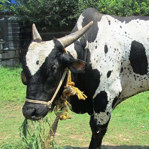 Injured Bullock Finds Sanctuary