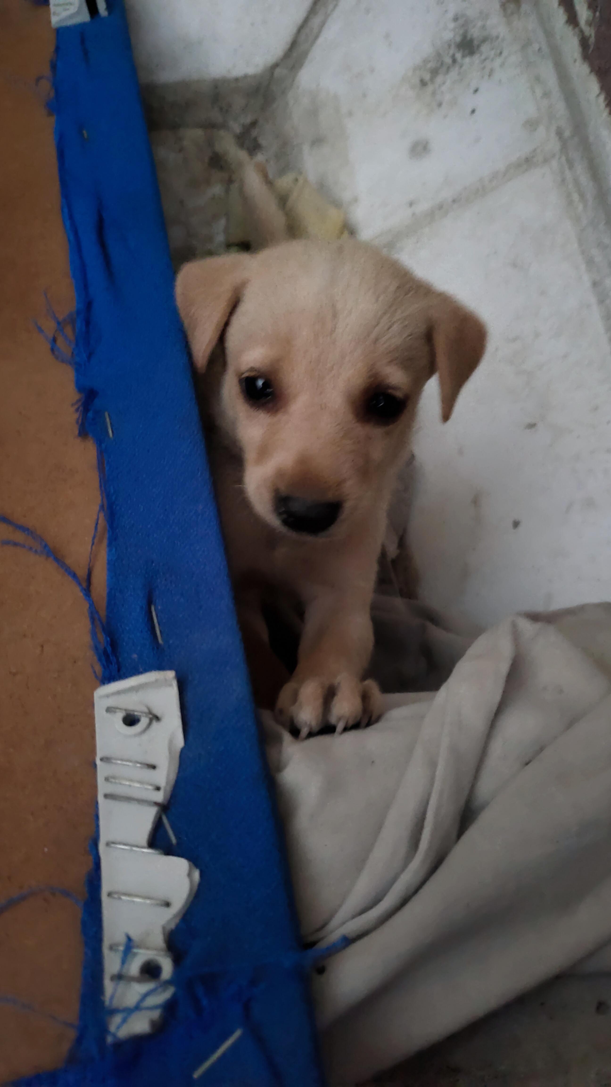 Abandoned Puppy Finds New Family
