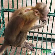 Urban Monkey Rehabilitated