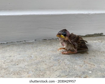 Injured Sparrow Returns to the Sky